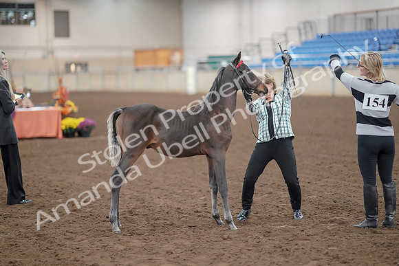 2019 Morgan Horse Show - Aug 30, 2019 - 24882