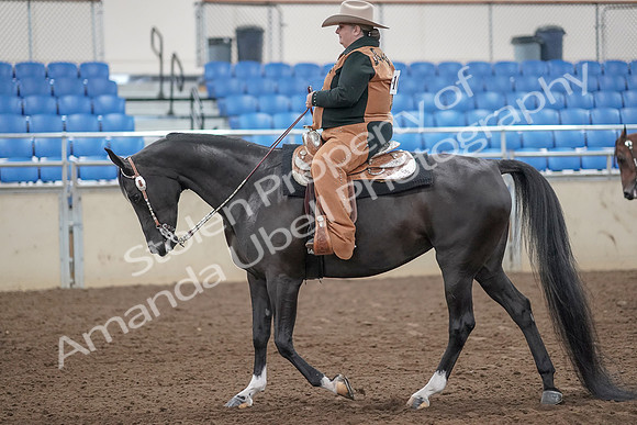2019 Morgan Horse Show - Aug 31, 2019 - 06025