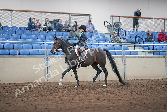 2019 Morgan Horse Show - Aug 31, 2019 - 19480