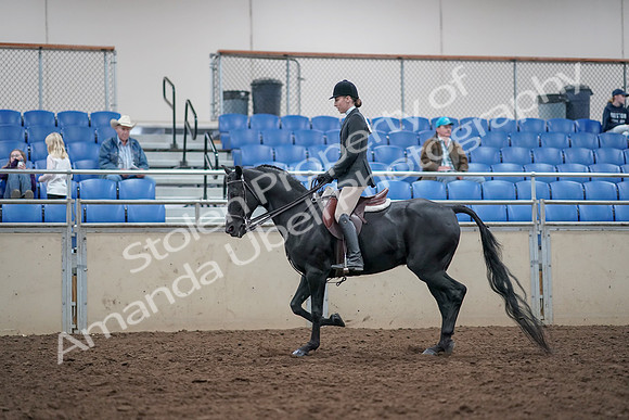 2019 Morgan Horse Show - Aug 31, 2019 - 14977