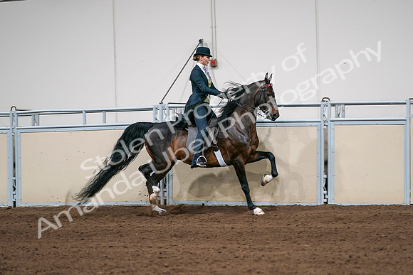 2020 - AB Morgan Horse - Sat, Sept 05 - 06410