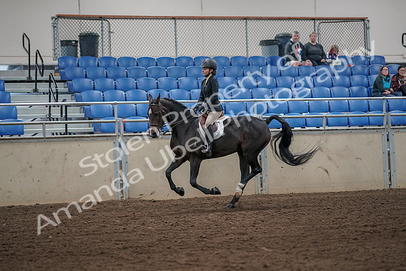 2019 Morgan Horse Show - Aug 31, 2019 - 05023