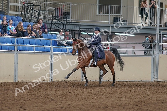 2020 - AB Morgan Horse - Fri, Sept 04 - 11450
