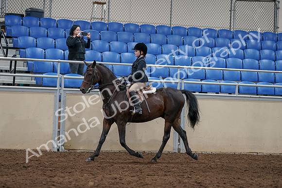 2020 - AB Morgan Horse - Sun, Sept 06 - 07823