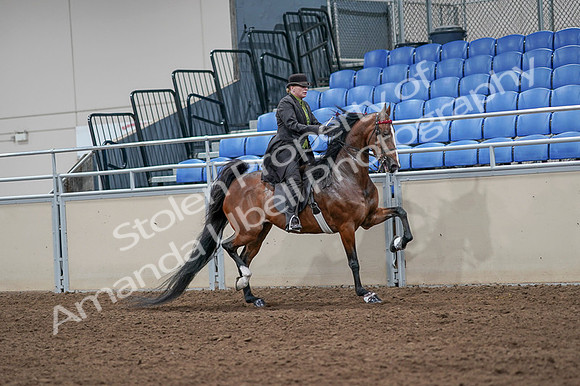 2020 - AB Morgan Horse - Fri, Sept 04 - 09794