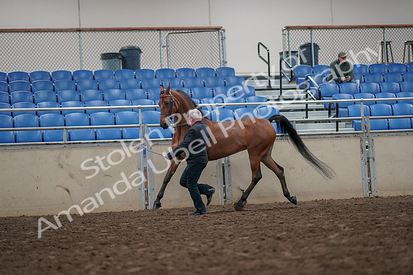 2019 Morgan Horse Show - Aug 31, 2019 - 03588
