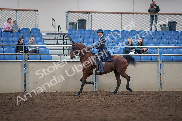 2019 Morgan Horse Show - Aug 31, 2019 - 09358