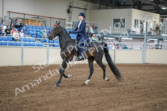 2020 - AB Morgan Horse - Sat, Sept 05 - 06167