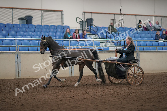 2019 Morgan Horse Show - Aug 31, 2019 - 04383