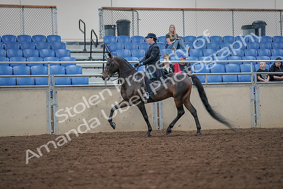 2019 Morgan Horse Show - Aug 30, 2019 - 15382