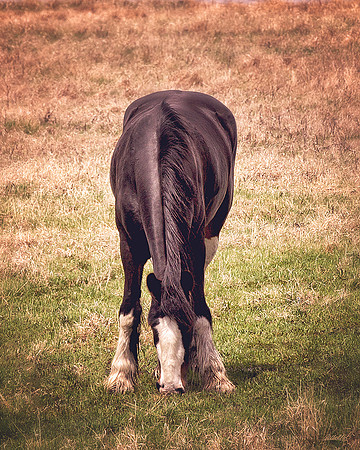 other breeds - 031