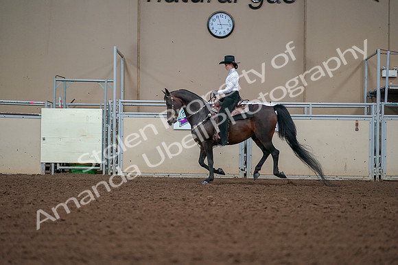 2019 Morgan Horse Show - Aug 30, 2019 - 16845
