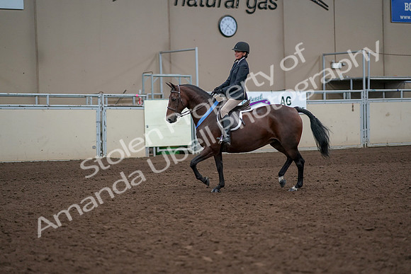 2019 Morgan Horse Show - Aug 31, 2019 - 19812