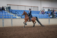 2019 Morgan Horse Show - Aug 31, 2019 - 19906