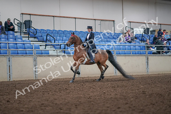2019 Morgan Horse Show - Aug 31, 2019 - 19906