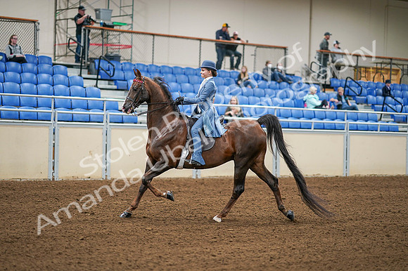2020 - AB Morgan Horse - Fri, Sept 04 - 04856