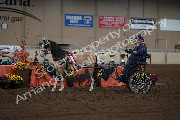 2019 Morgan Horse Show - Aug 31, 2019 - 04569