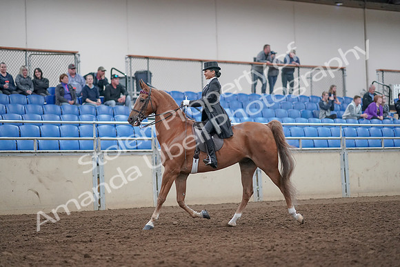 2019 Morgan Horse Show - Aug 31, 2019 - 20385