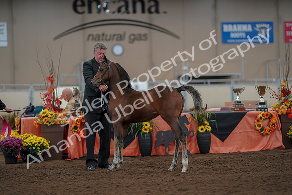 2019 Morgan Horse Show - Aug 30, 2019 - 24944