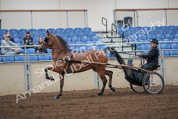 2019 Morgan Horse Show - Aug 30, 2019 - 13326
