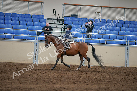 2020 - AB Morgan Horse - Sun, Sept 06 - 07839