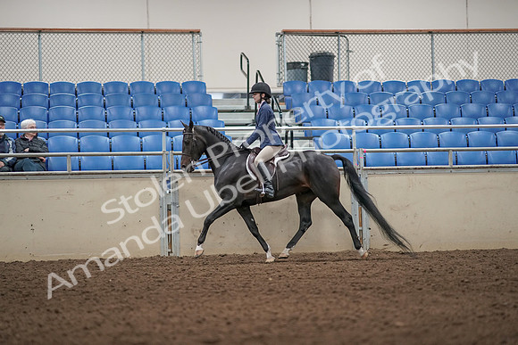 2019 Morgan Horse Show - Aug 31, 2019 - 04960