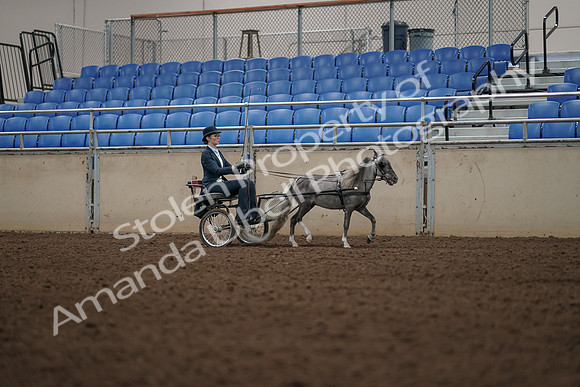 2019 Morgan Horse Show - Aug 31, 2019 - 04506