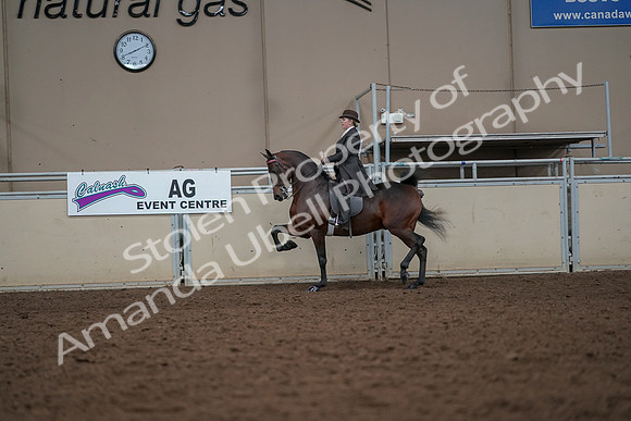 2019 Morgan Horse Show - Aug 30, 2019 - 27897