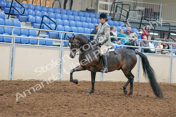 2020 - AB Morgan Horse - Sat, Sept 05 - 14311