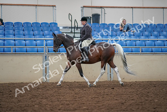 2019 Morgan Horse Show - Aug 30, 2019 - 16038
