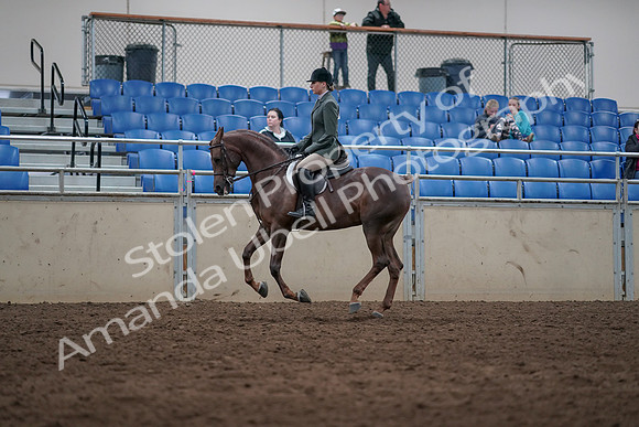 2019 Morgan Horse Show - Sept 01, 2019 - 08681