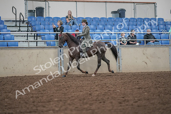 2019 Morgan Horse Show - Aug 30, 2019 - 15311