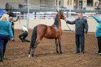 2020 - AB Morgan Horse - Sat, Sept 05 - 00101