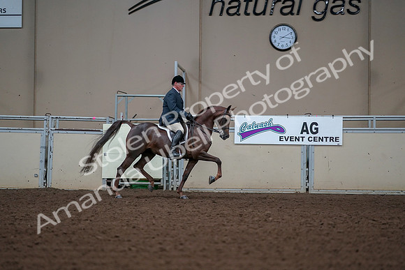 2019 Morgan Horse Show - Aug 30, 2019 - 17654