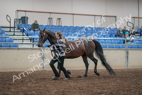 2019 Morgan Horse Show - Aug 31, 2019 - 03663