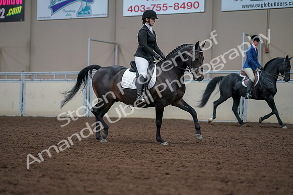 2019 Morgan Horse Show - Aug 30, 2019 - 18482