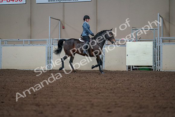 2019 Morgan Horse Show - Aug 30, 2019 - 18509
