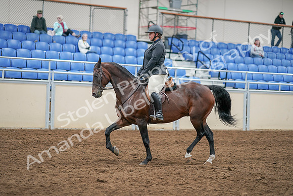 2020 - AB Morgan Horse - Sat, Sept 05 - 14302