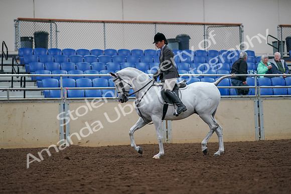 2019 Morgan Horse Show - Aug 30, 2019 - 17359