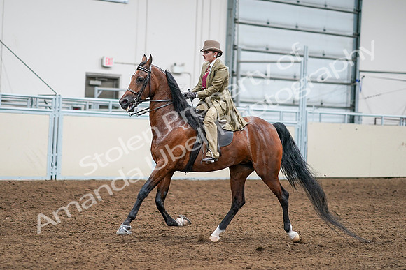 2020 - AB Morgan Horse - Sat, Sept 05 - 08084