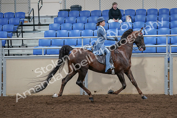 2020 - AB Morgan Horse - Fri, Sept 04 - 05215