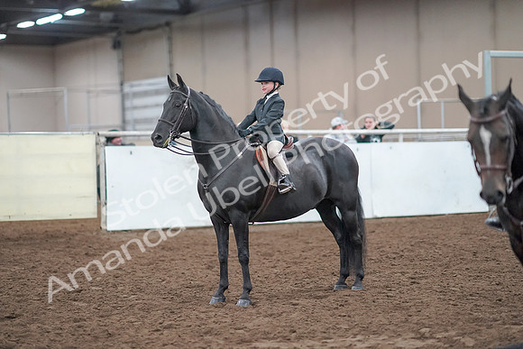 2019 Morgan Horse Show - Aug 31, 2019 - 19729