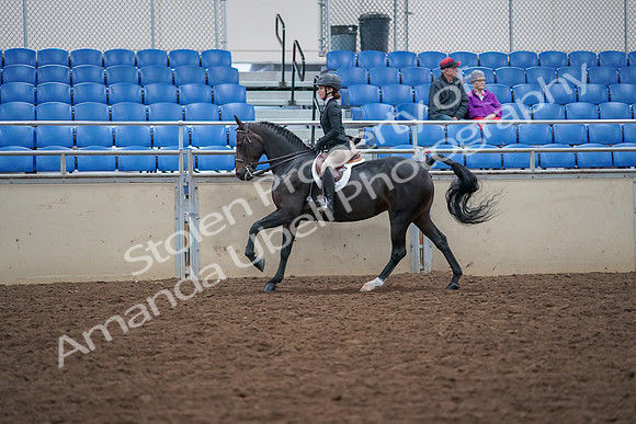 2019 Morgan Horse Show - Aug 30, 2019 - 20642