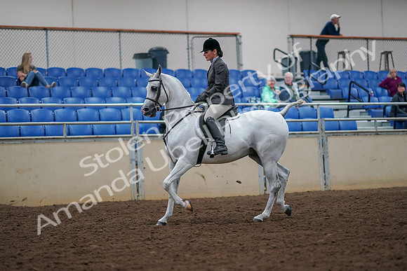 2019 Morgan Horse Show - Aug 30, 2019 - 17266