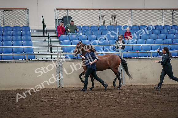 2019 Morgan Horse Show - Aug 31, 2019 - 01009
