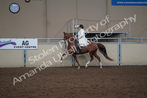 2019 Morgan Horse Show - Aug 31, 2019 - 17873