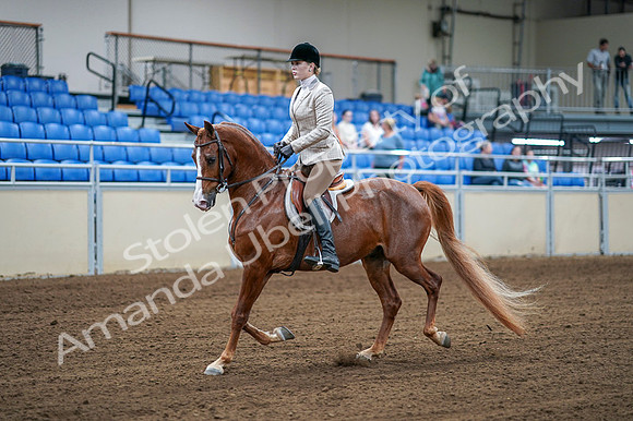 2020 - AB Morgan Horse - Fri, Sept 04 - 01517