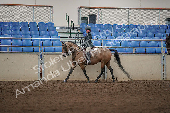 2019 Morgan Horse Show - Aug 31, 2019 - 04838