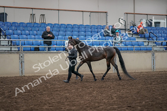 2019 Morgan Horse Show - Aug 31, 2019 - 03965