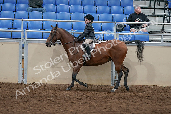 2020 - AB Morgan Horse - Sun, Sept 06 - 07730